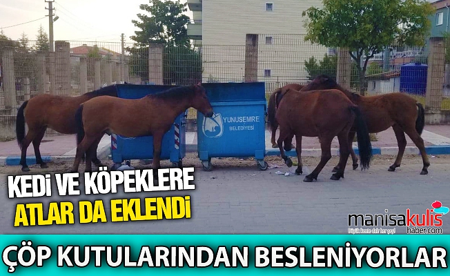 Manisada Sokak Hayvanlar Na Y Lk Atlar Da Eklendi Manisa Kulis