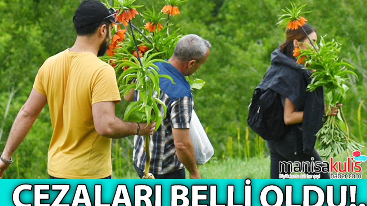 Tunceli'de lale koparanlara rekor ceza