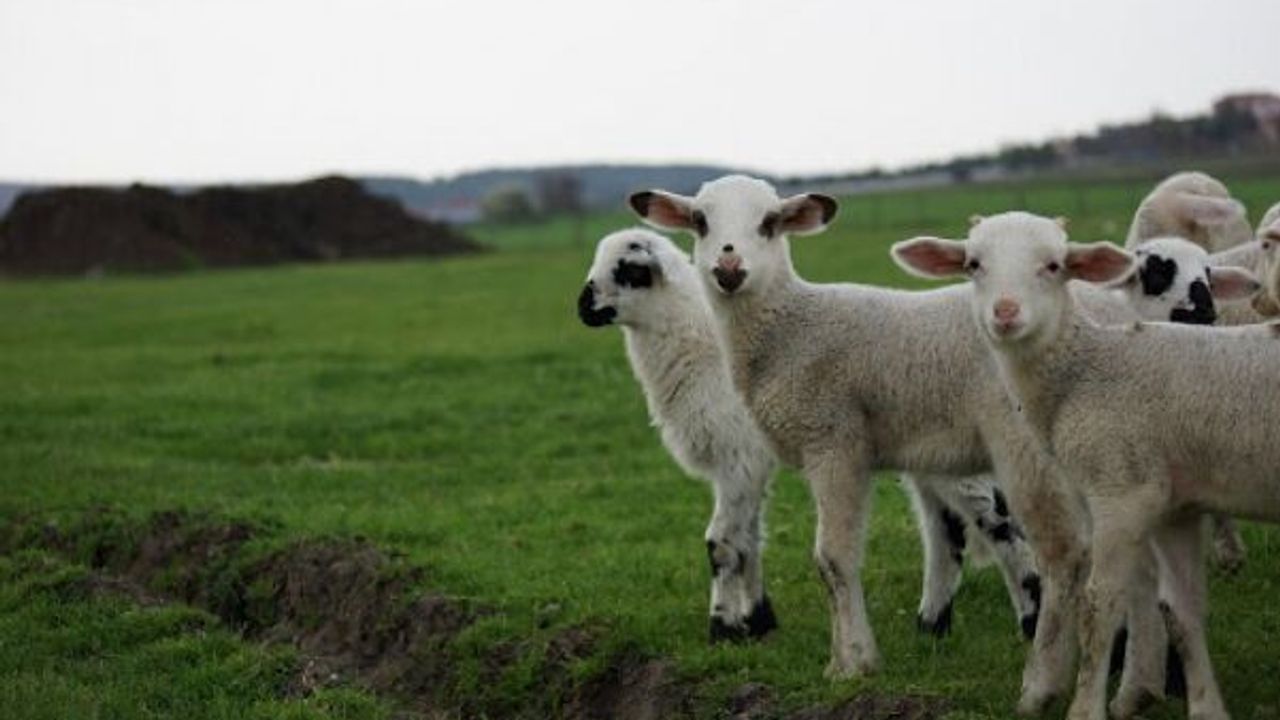 Küçükbaş hayvancılık oranları düşüyor