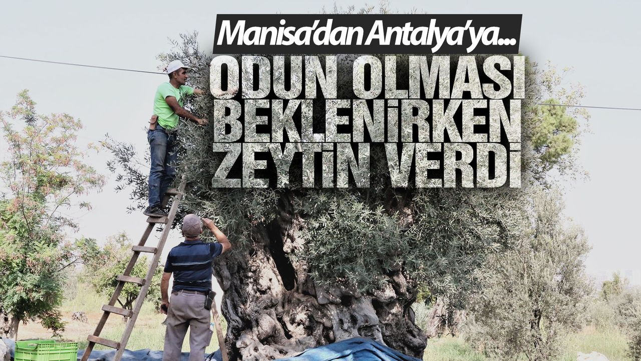 Manisa'dan sökülüp Antalya'da dikilen ağaç zeytin verdi