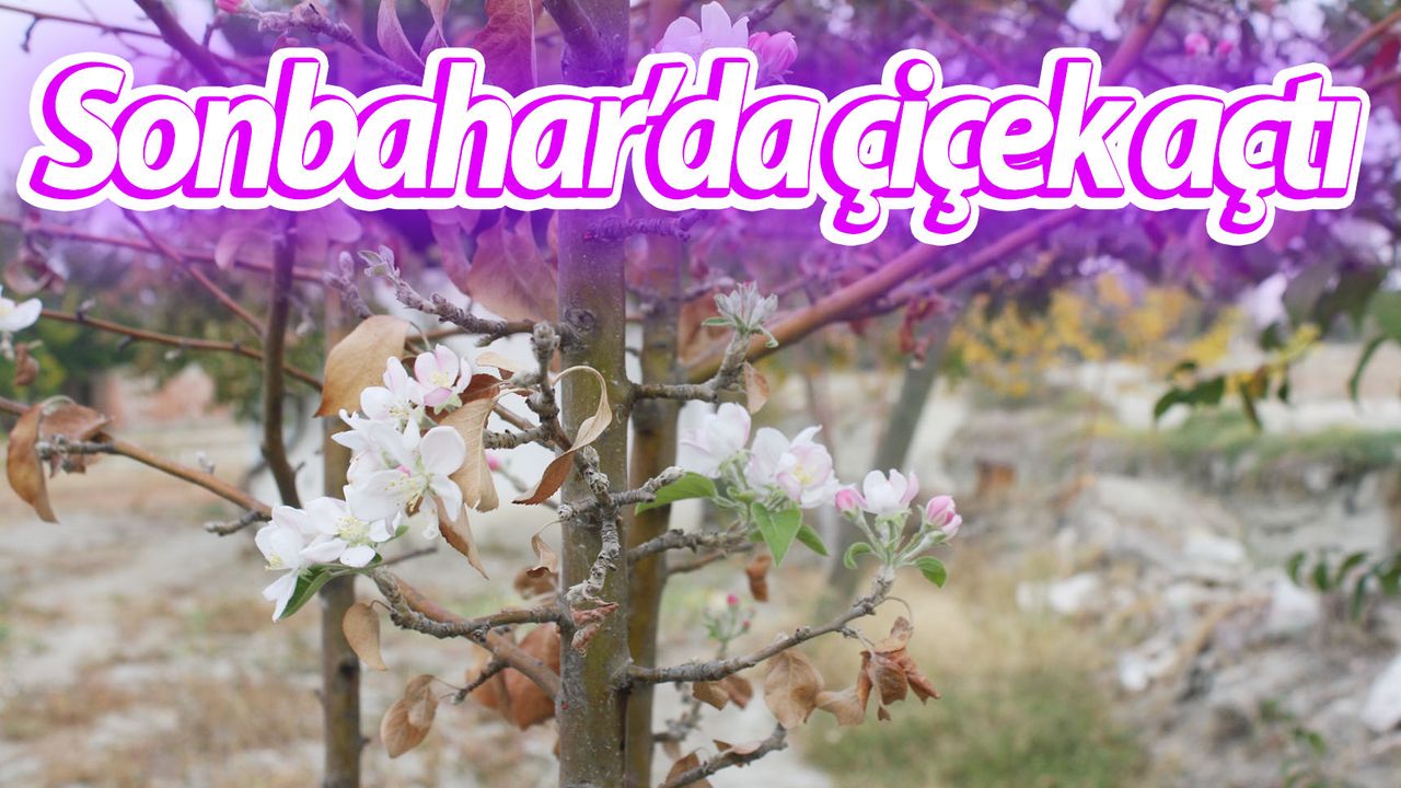 Selendi'de elma ağaçları çiçek açtı