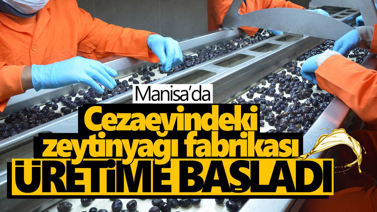 Cezaevindeki zeytinyağı fabrikası üretime başladı