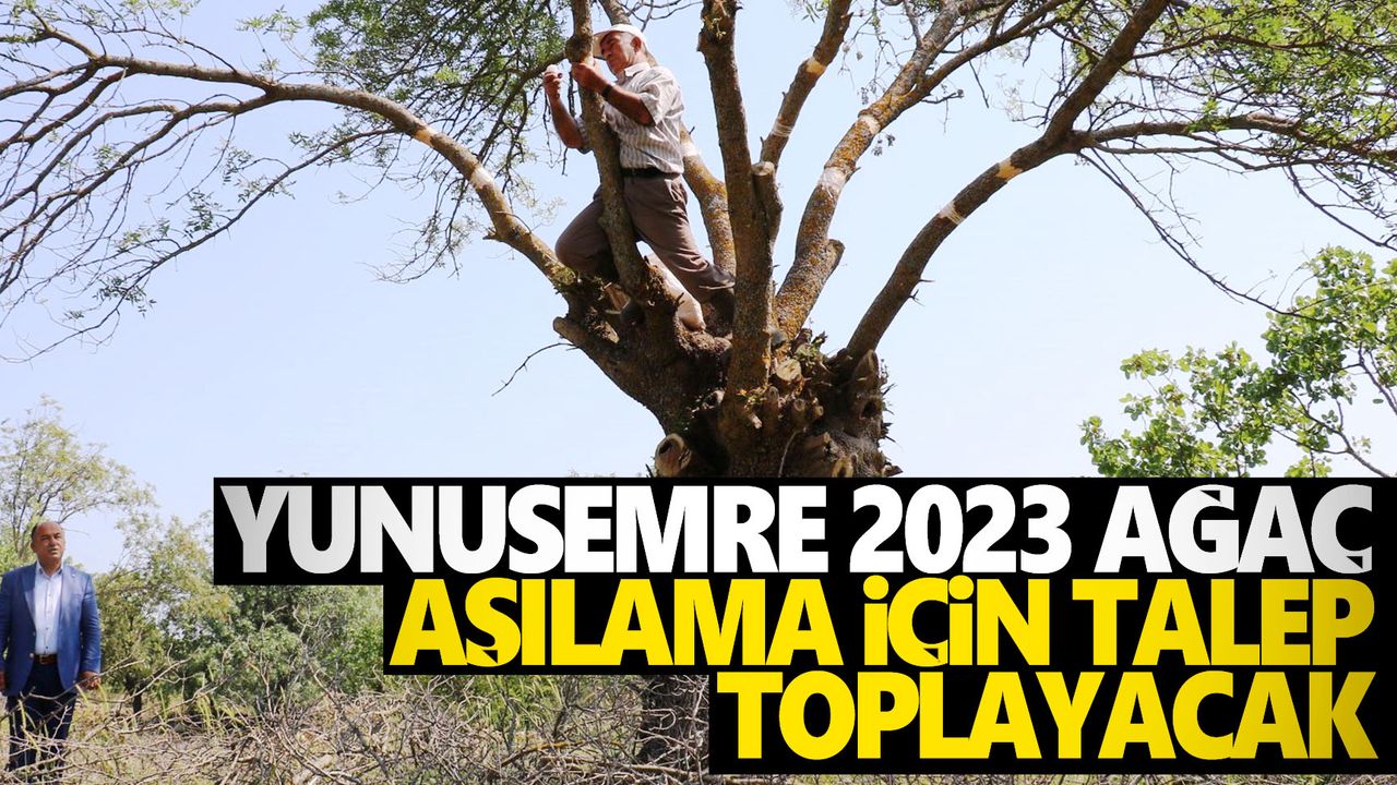 Yunusemre 2023 ağaç aşılama için talep toplayacak