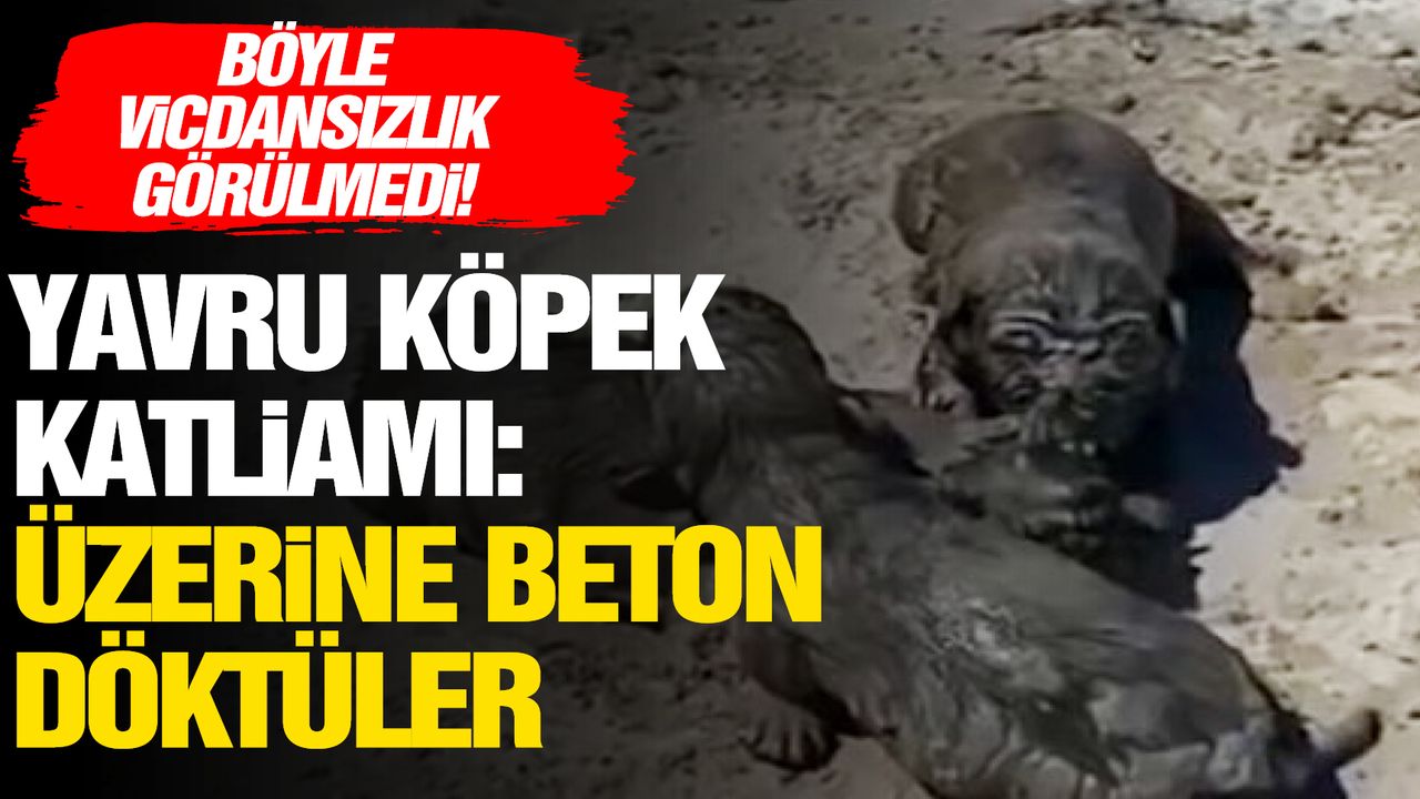 Antalya’da yavru köpeklere beton atık suyu katliamı!