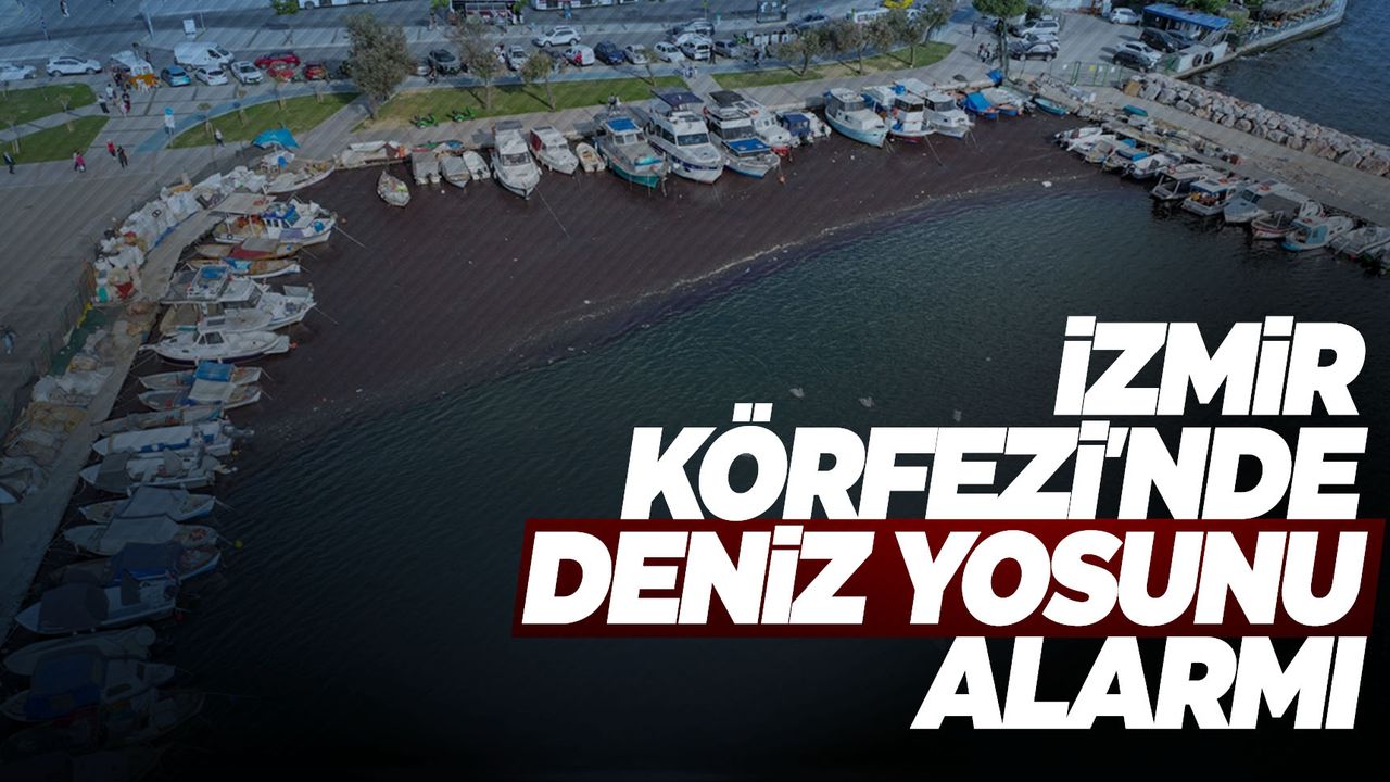 İzmir'de deniz marulu alarmı... Açıklama Manisa'dan geldi!