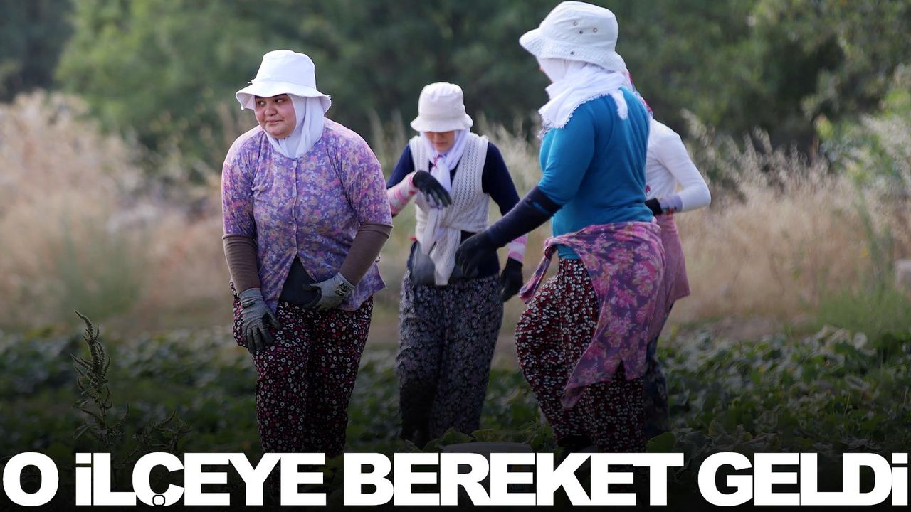 Manisa’da suyla buluşan topraklarda üretim arttı!