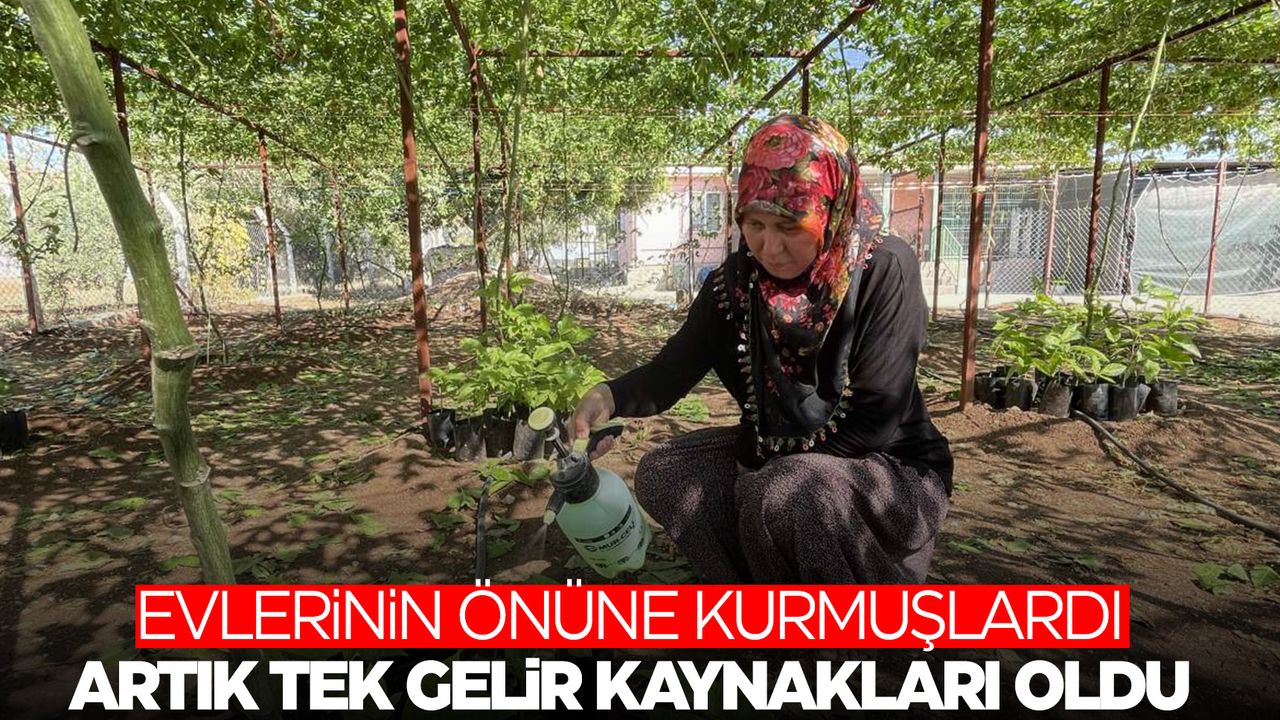65 kök dikmişti... İlk hasatta 2 ton ürün aldı! Tropikal fırsat