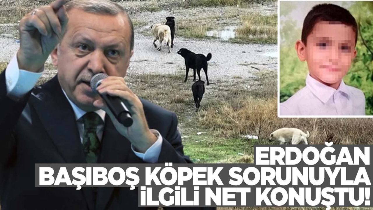 Erdoğan’dan başıboş köpek sorunuyla ilgili net tavır!
