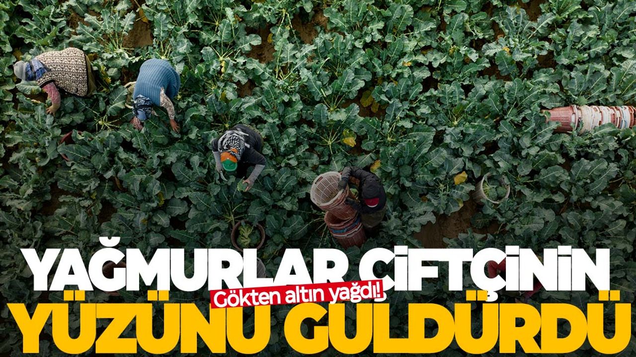 Kasım yağmurları Ege'de çiftçinin yüzünü güldürdü