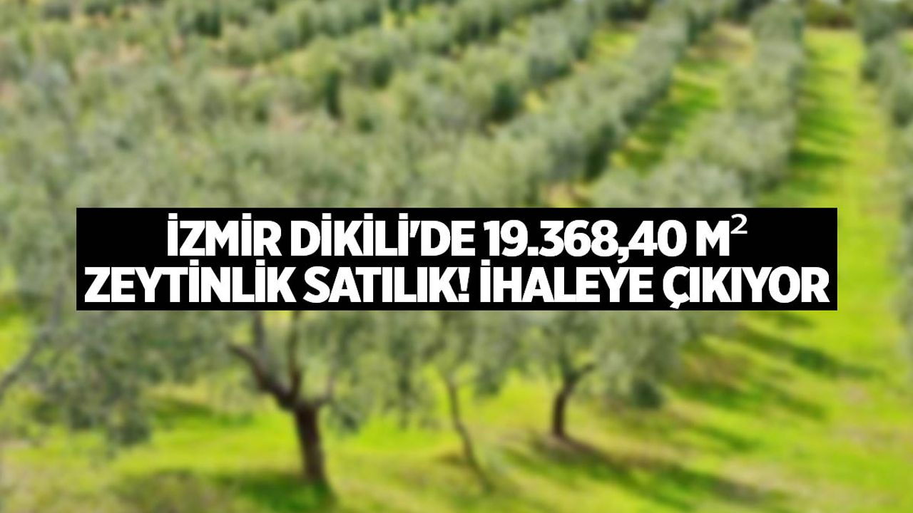 İzmir Dikili'de 19.368,40 m² zeytinlik satılık! İhaleye çıkıyor