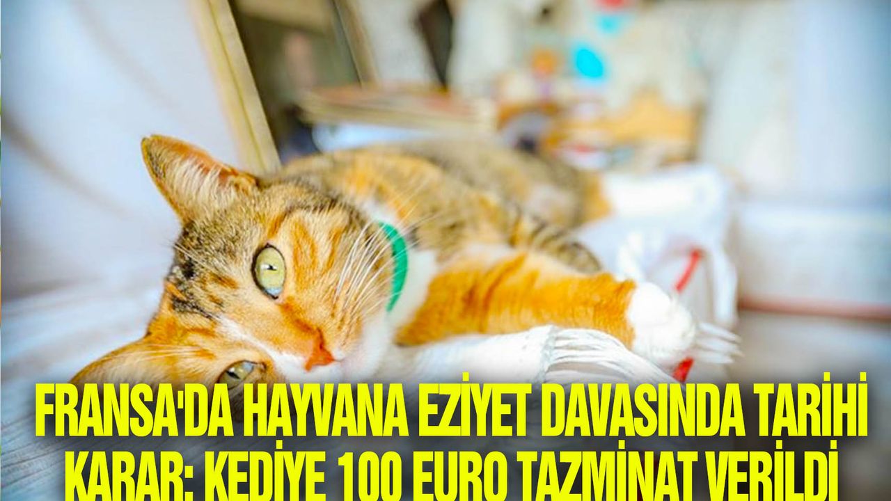 Fransa'da hayvana eziyet davasında tarihi karar: Kediye 100 euro tazminat verildi