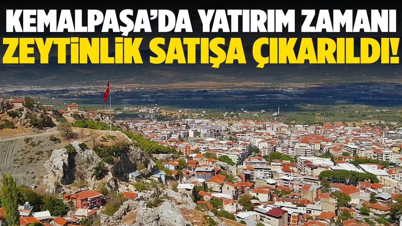 Kemalpaşa’da zeytinlik satışa çıkarıldı!
