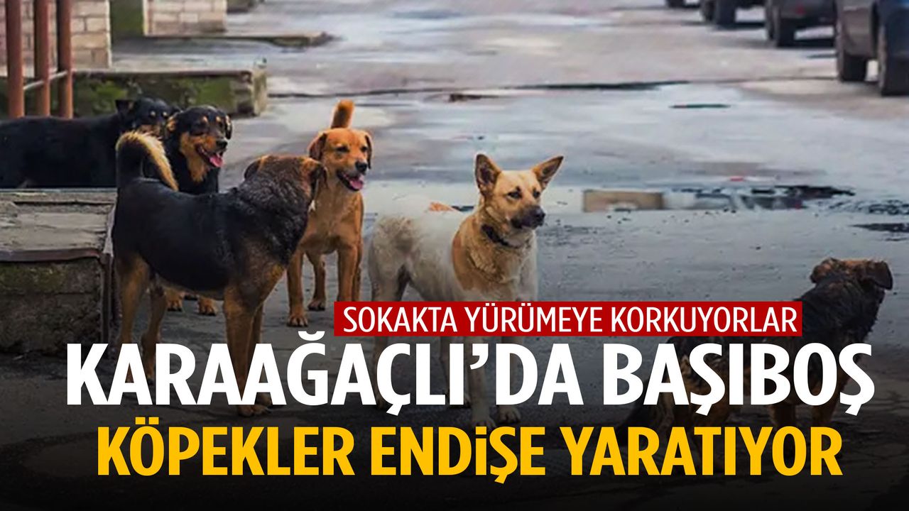 Karaağaçlı sakinleri tedirgin! Sokaklar köpeklerle dolu