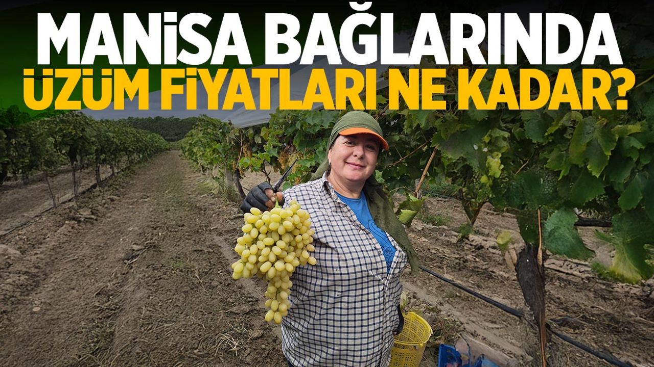 Manisa bağlarında üzümün fiyatı belli oldu