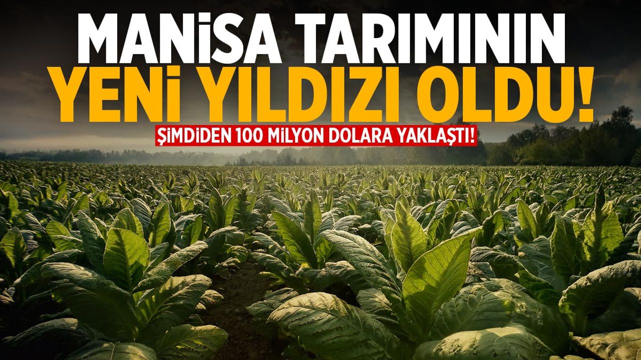 Manisa tarımının yeni yıldızı! 100 milyon dolara yaklaştı...