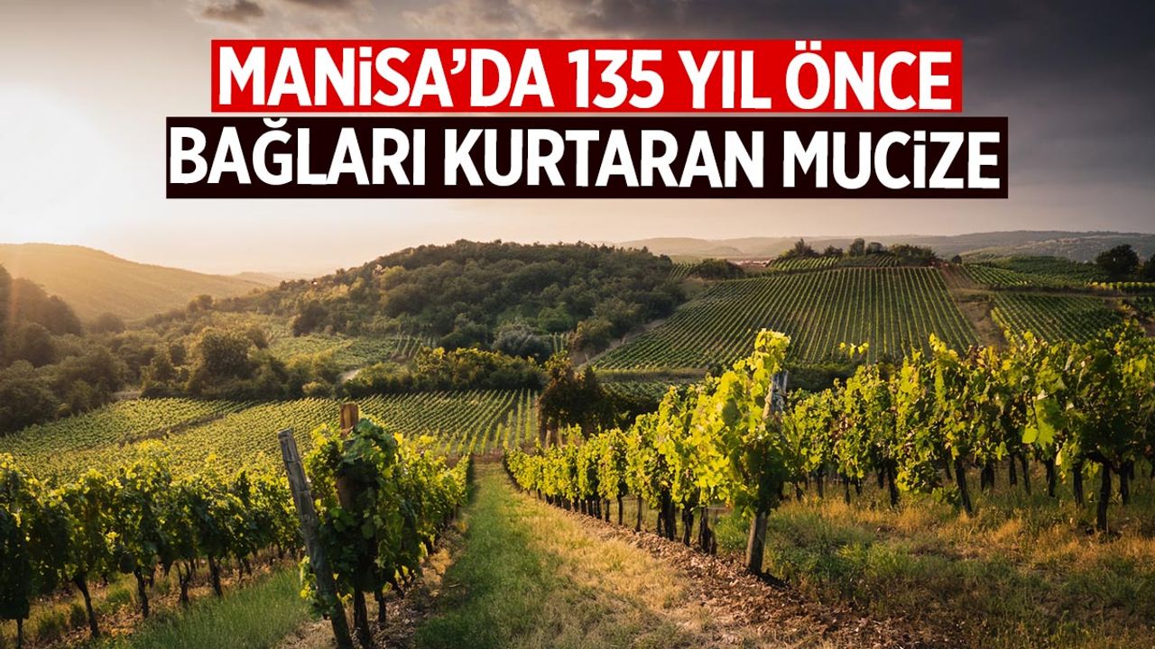 Manisa’da 135 yıl önce bağları kurtaran mucize! Hala ayakta…