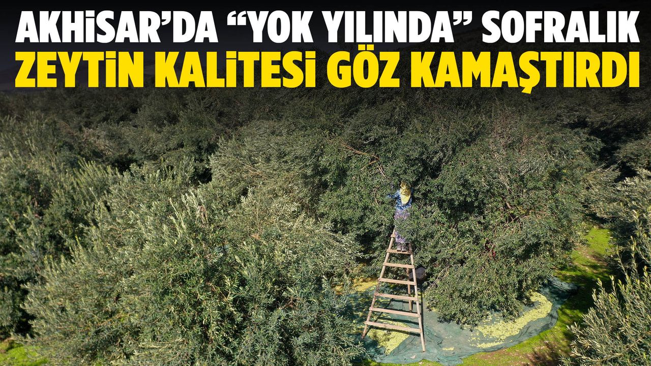 Akhisar’da yok yılına rağmen sofralık zeytin kalitesi zirvede