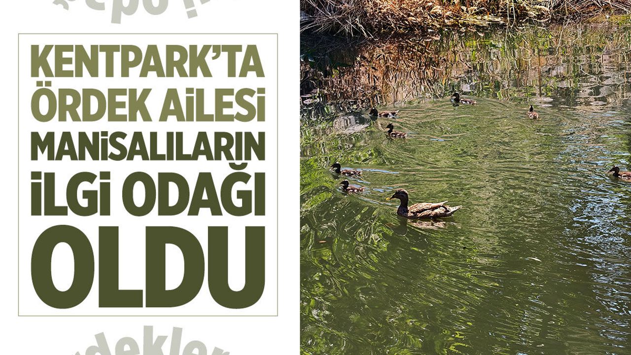 Kentpark'ta ördek ailesi ilgi odağı oldu