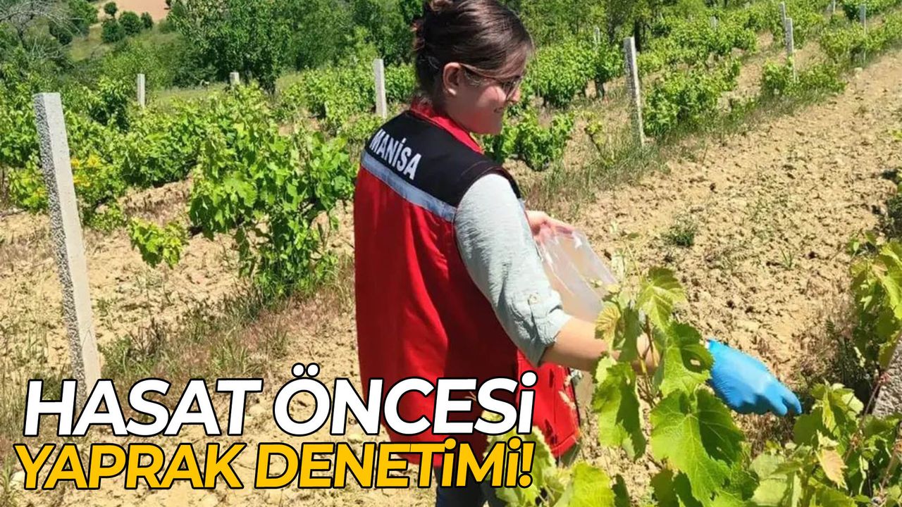 Akhisar’da yaprak üreticilerine yakın takip