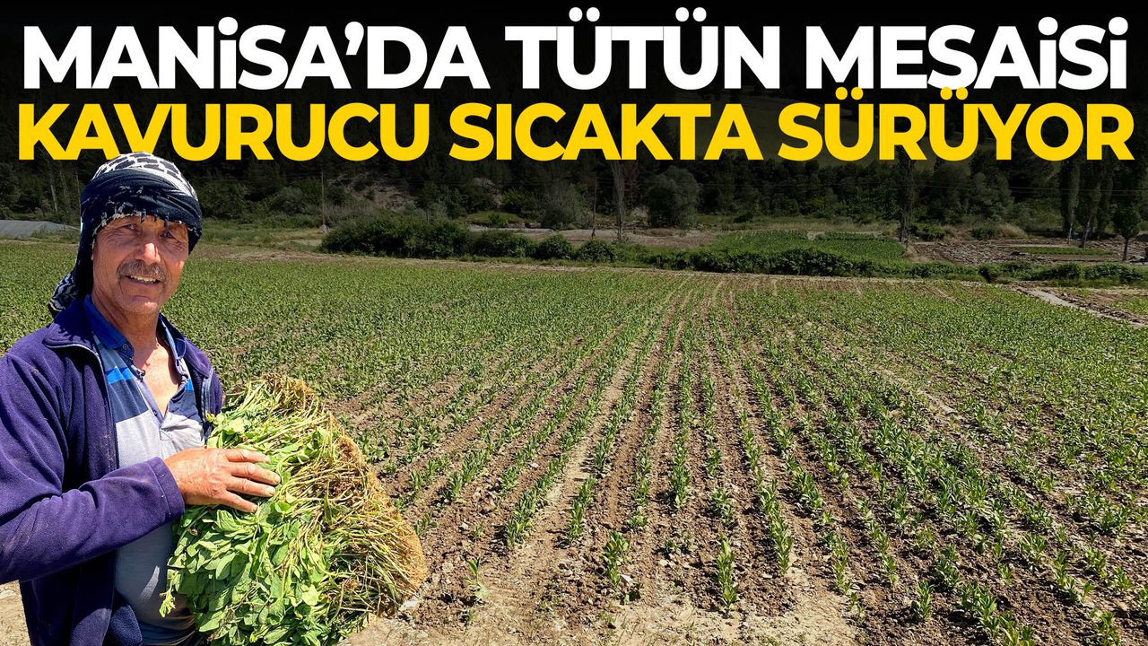 Manisa’da tütün mesaisi kavurucu sıcakta sürüyor