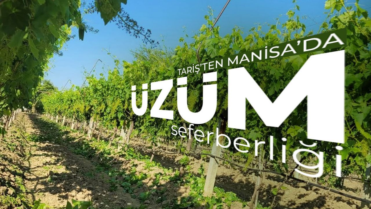 Tariş'ten Manisa'da üzüm seferberliği