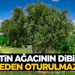 Zeytin ağacının dibinde neden oturulmaz? İlk kez duyacaksınız