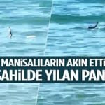 Manisalıların akın ettiği sahilde yılan paniği!