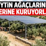 İspanya yaptı, gözler Manisa’ya çevrildi! Zeytin ağaçlarının üstüne kuruyorlar
