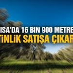 Manisa’da 16 bin 900 metrekare zeytinlik satışa çıkarıldı!
