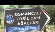 Fosil ağaç ormanı, yok olma tehlikesiyle karşı karşıya