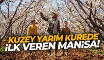 Kuzey yarım kürede ilk Manisa'da çıkıyor!