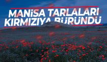 Manisa tarlaları kırmızıya büründü