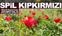 Spil’de şakayıklar açtı… Koparana verilecek ceza dudak uçuklattı