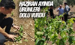 Şiddetli dolu tütün ve üzümü vurdu!