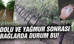 Üzüm bağlarında hasar tespit çalışması başladı