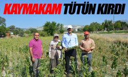 Kaymakam Yıldırım tarlada tütün kırdı