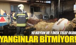 Yanan ahırda inek ve koyunlar telef oldu