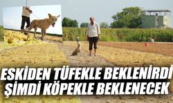 Çiftçinin alın terini sahiplendirilmiş köpekler koruyacak