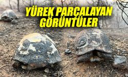 Talihsiz kaplumbağalar alevlerden kaçamadı