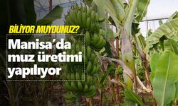 Türkiye'nin muz üretimi 5 yılda yüzde 139,4 arttı