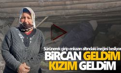 Sürünerek girip enkazın altındaki ineğini besliyor