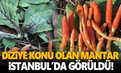 Çin’de binlerce yıldır geleneksel tıpta kullanılıyordu… Dizilere konu olan mantar İstanbul’da görüldü