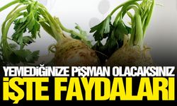 İşte o şifalı sebze... Faydaları saymakla bitmez