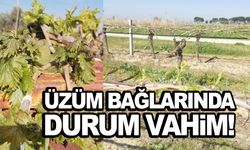 Manisa’da bağları don vurdu!