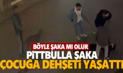 Şaka için serbest bırakılan pitbull çocuğa saldırdı