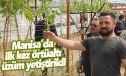 Sarıgöllü çiftçi 15 Mayıs’ta üzüm hasadı yapacak  