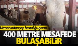 Uzmanından şap hastalığı uyarısı: 400 metre mesafede bulaşabilir