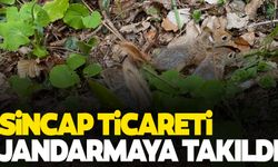 Sincap tüccarlığına jandarma operasyonu: Cezadan kaçamadılar
