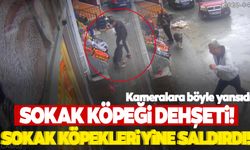 Köpeğin çocuğa saldırma anı kamerada