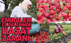 Emiralem çileklerinde hasat zamanı